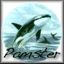 orca.jpg (6404 bytes)